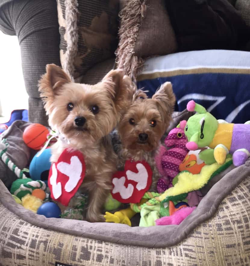 They're cute, yes, but Tucker and Coconuts as Beanie Babies are not for sale, folks. 