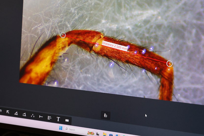 Ph.D student Ben Strang demonstrated how he measures the size of a spider using a microscope...