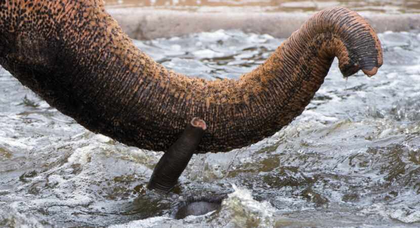 The trunk of a baby elephant and its mother's trunk are pictured in the water of an outdoor...