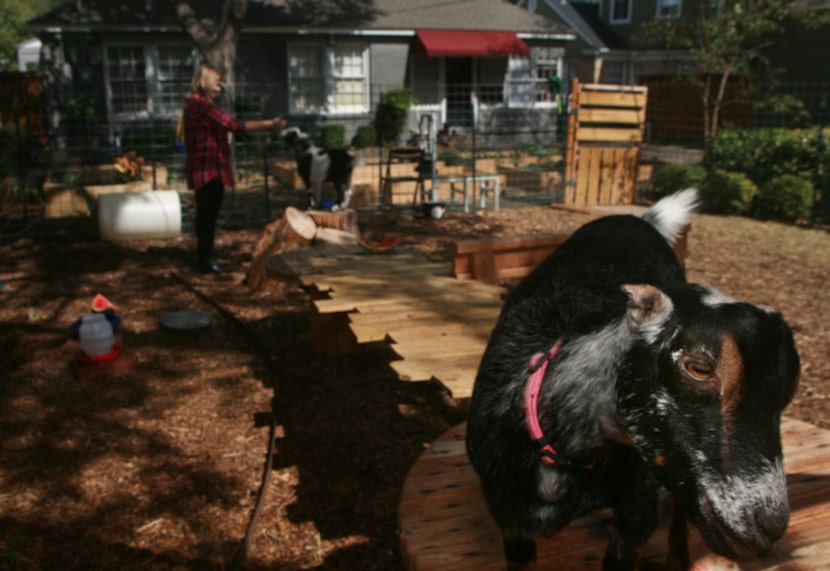 Lucy, a Mini-LaMancha dairy goat, exercises on the goat bridge.