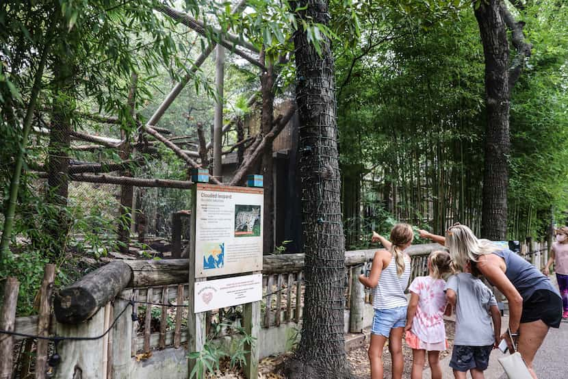 Dallas Zoo visitors observe the leopards in their new home.