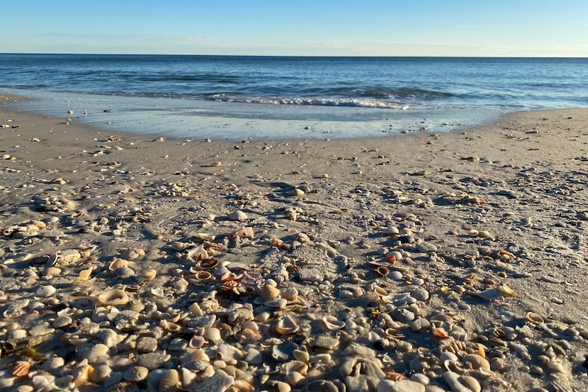 Shells cover the sand at South Wall Street Beach in Florida.