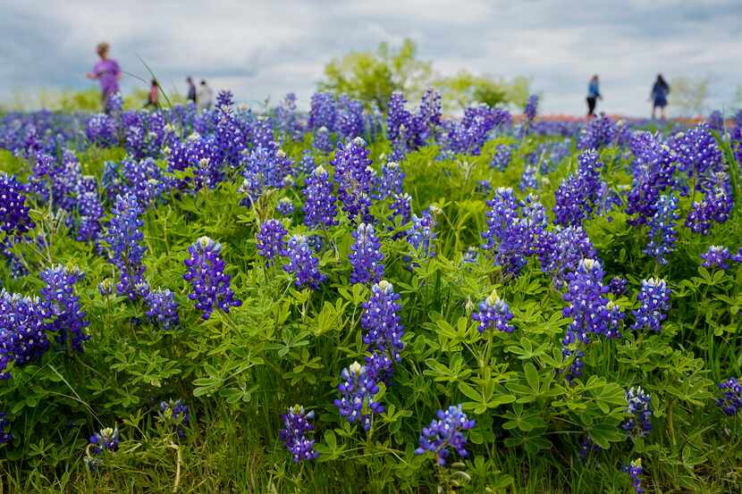 Visitors walk through a field of bluebonnets at Bluebonnet Park on Monday, April 10, 2023,...