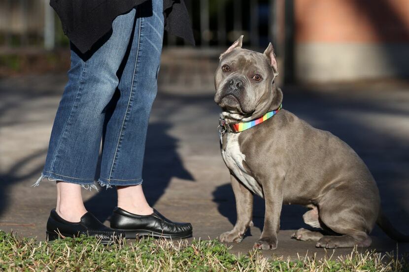 Deborah Rodriguez's rescue dog Hippo at her home in East Dallas on Wednesday.