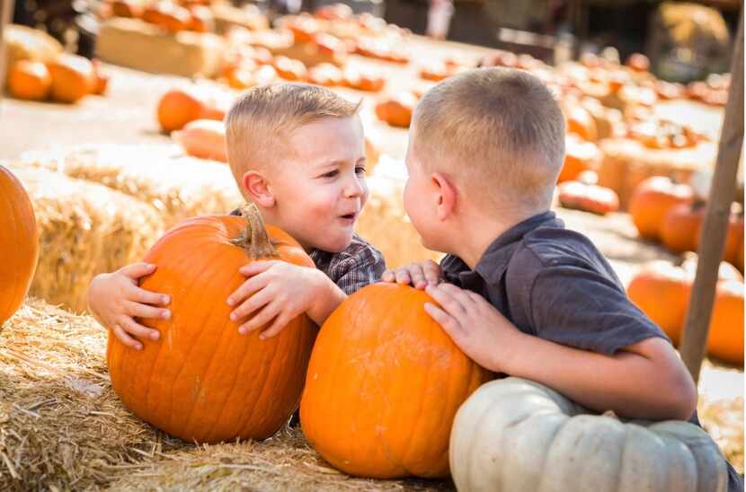 Young visitors select pumpkins at Maxwell's Pumpkin Farm in Amarillo.