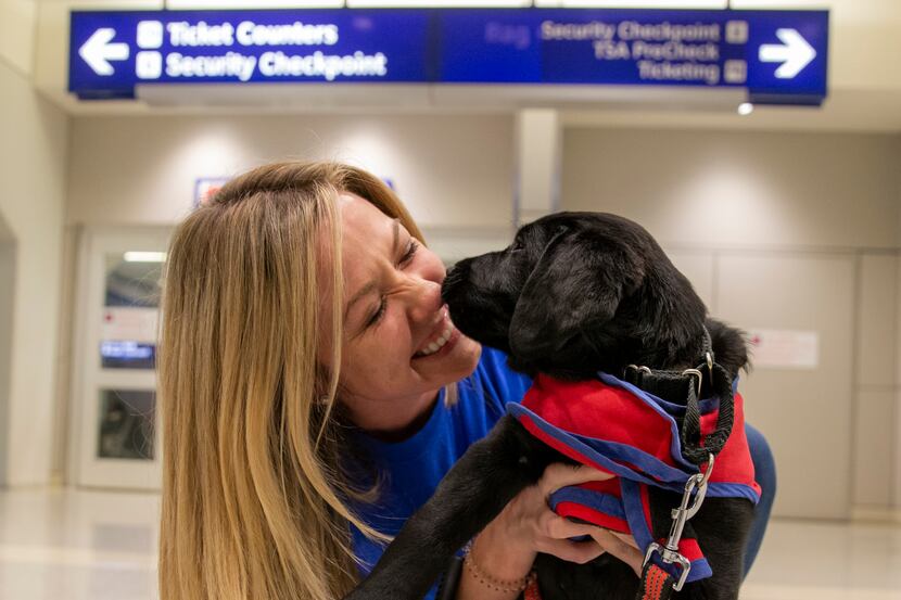 Caroline Clayton, an American Airlines employee, received a kiss from an 8-week-old Lab...