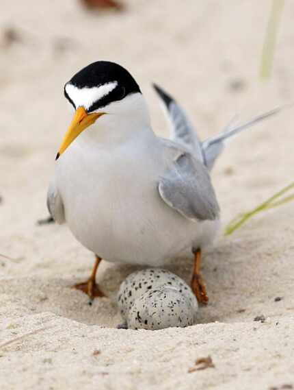 A least tern checks her two eggs on the beach in Gulfport, Miss.