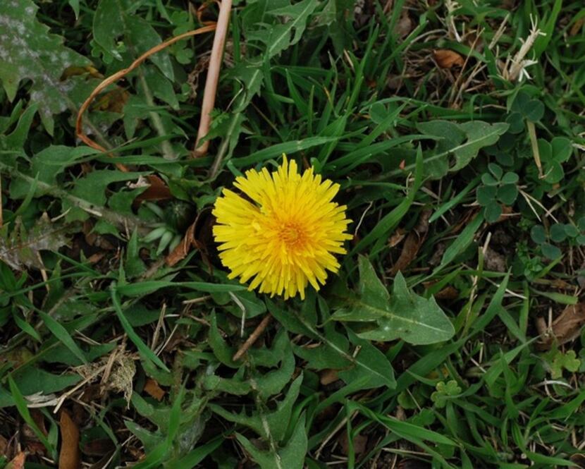 Dandelion winter weed 