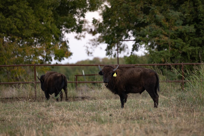 Bison on Theda and Chris Pogue's ranch in Sulphur Springs, Texas on Oct. 23, 2024. 