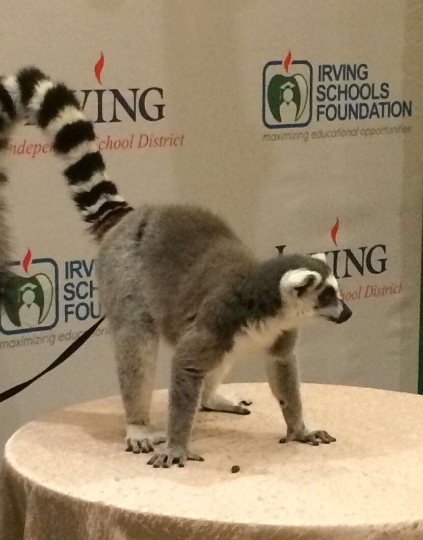 
A lemur from Animal Edutainment greets guests at the Irving Schools Foundation’s Legacy...