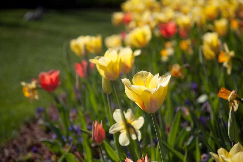 Dallas Blooms at the Arboretum has been open for awhile. But who wants to look at flowers in...