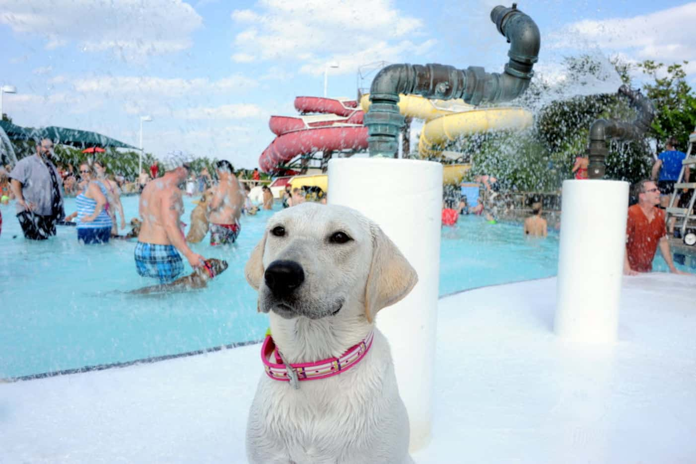 White Labrador Stella Rae sits patiently in the shallow side of the pool at Pooch Plunge at...