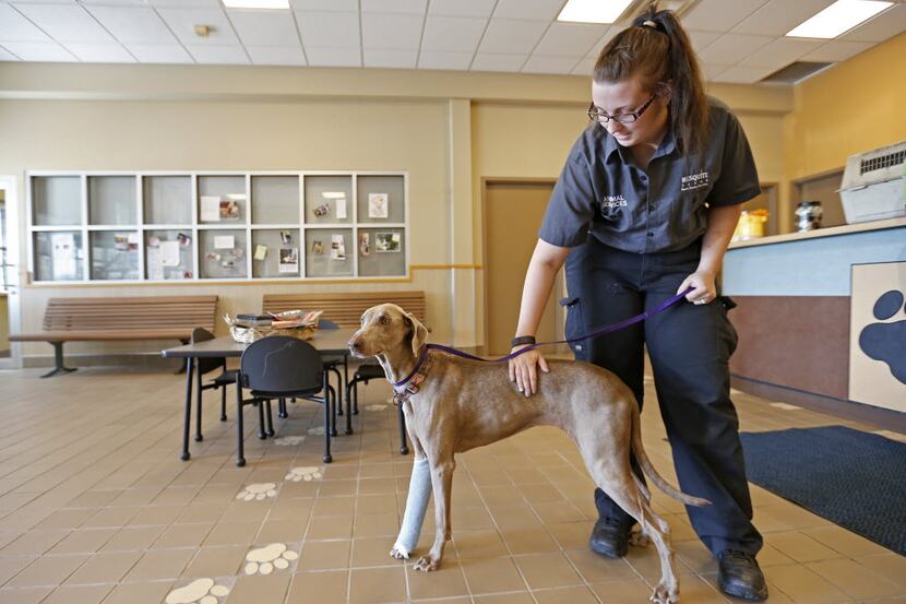 Mesquite Animal Services employee Morgan Ramsey gives Maggie some loving at the Mesquite...