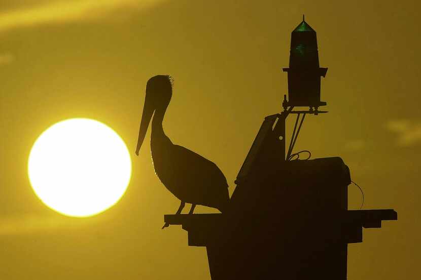 ORG XMIT: S0368371668_WIRE A brown pelican sits atop a channel marker as the sun sets over...