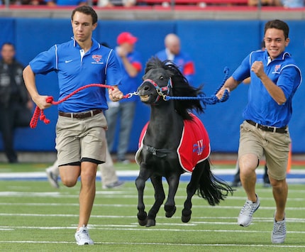 SMU mascot Peruna runs across the field after a Mustangs touchdown during the University of...