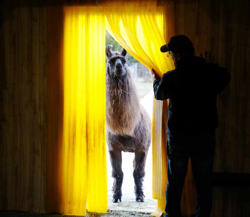 Barack O’Llama prepared to enter the barn as Paul Brucato assisted at ShangriLlama Castle in...