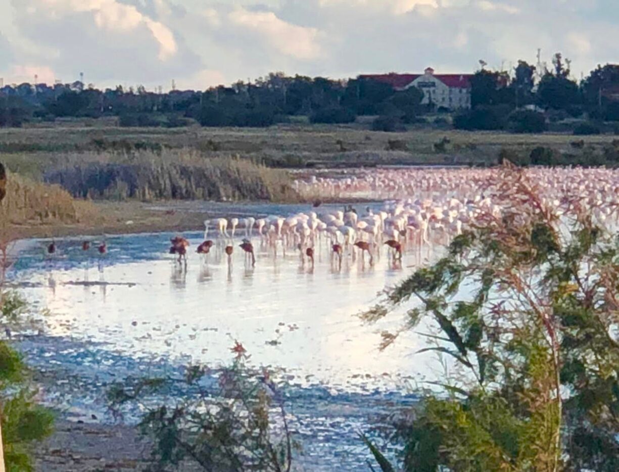 Gray lesser flamingo chicks flying joining a wild adult flock in South Africa. The Dallas...