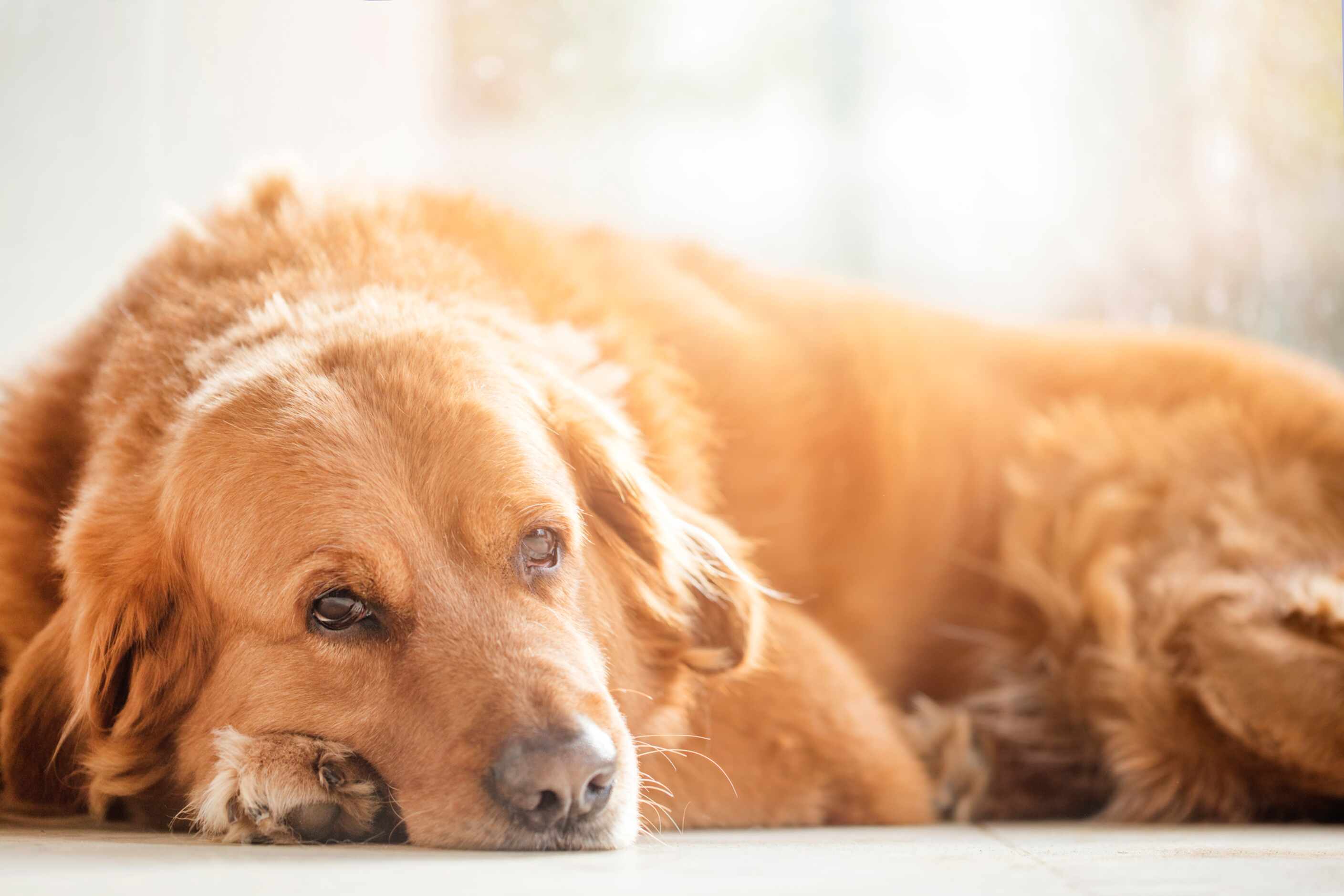 porque los ojos de mi perro lloran