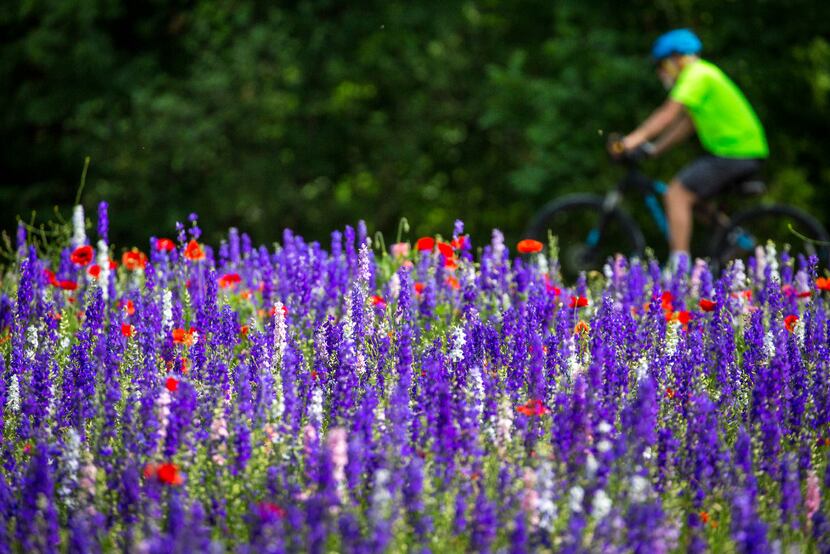 A cyclist rides past wildflowers in Prairie Creek Park in Richardson. 