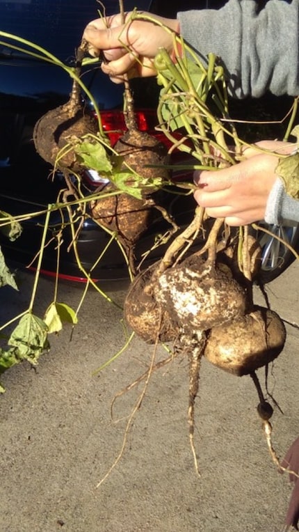 Jicama is an easy and tasty food crop to grow in North Texas. 