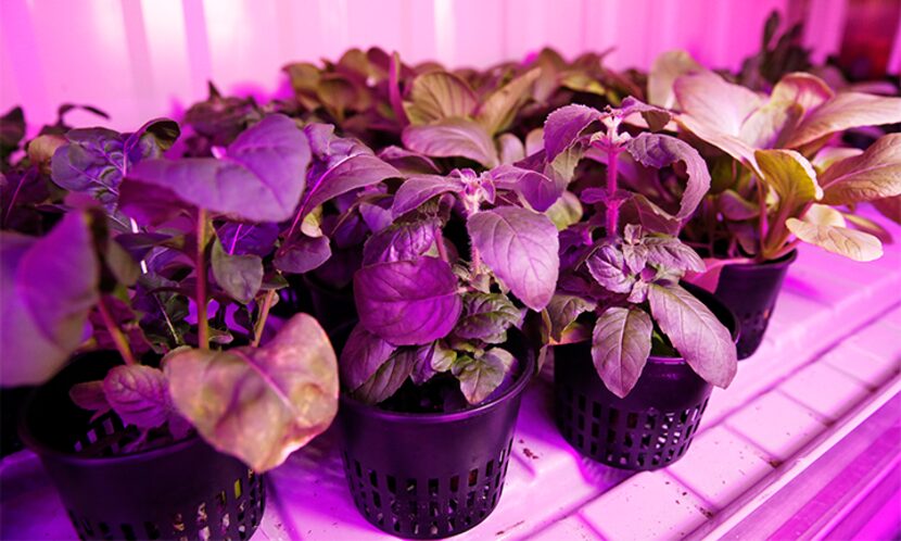  Plants photograph in using only the colored LED lights in the Growtainer. (David Woo/The...