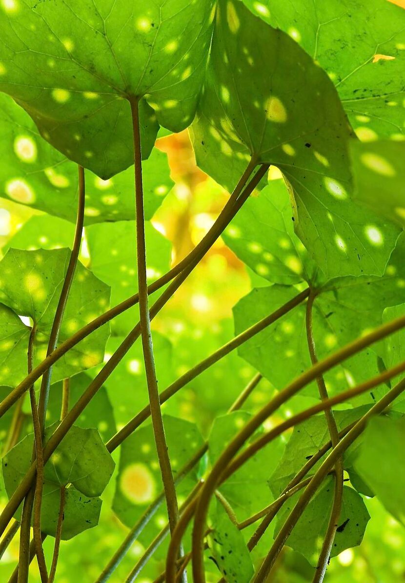 
Spotted leopard plant adds interest to the landscape. 
