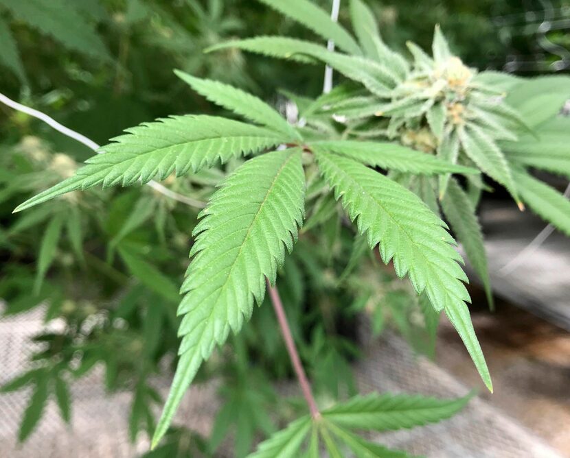 A marijuana plant grows inside Ultra Health's cultivation greenhouse in Bernalillo, N.M. 