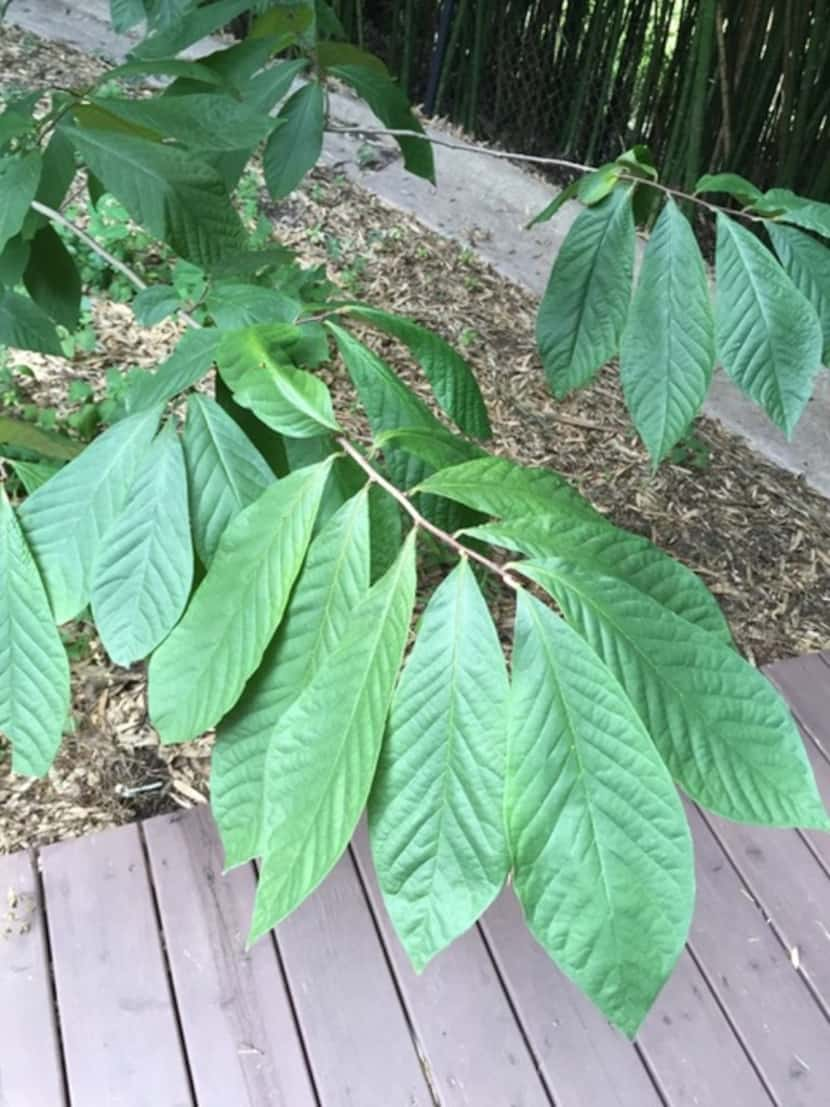 Even without the fruit, pawpaw makes an excellent ornamental tree for the garden.