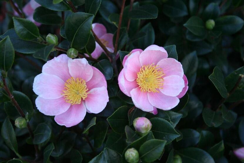
Camellia sasanqua ‘Pink-A-Boo’ is a sport of the popular red ‘Yuletide.’ Its deep-pink...