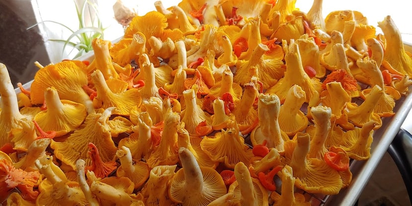 A mix of edible chanterelle species (Cantharellus spp.) that have been lightly brushed and...