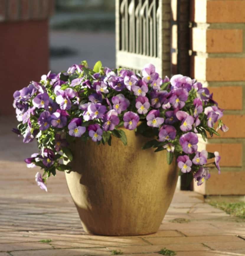 Cool Wave trailing pansy is one of several brought to the retail market for use as a ground...