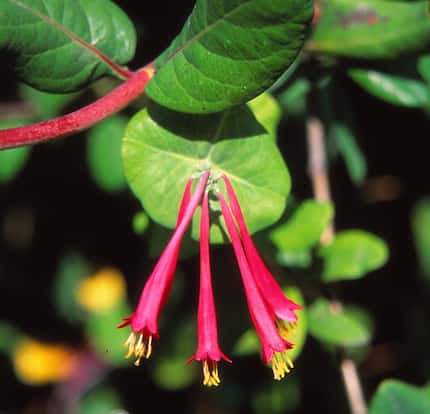 Coral honeysuckle is a summer-blooming evergreen with red flowers that hummingbirds love.