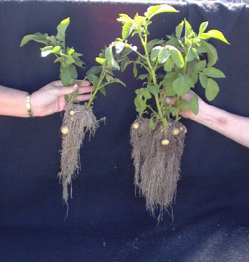 Notice the difference in root growth between unhealthy soil on the left and healthy soil on...