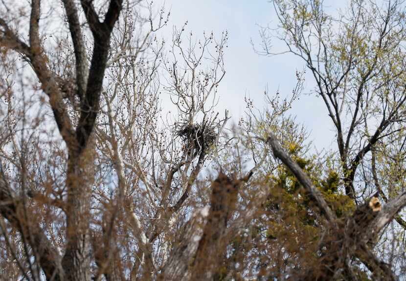 Empty eagles nest remain a tree at Lake Highlands Park on Monday, March 14, 2022 in Dallas,...
