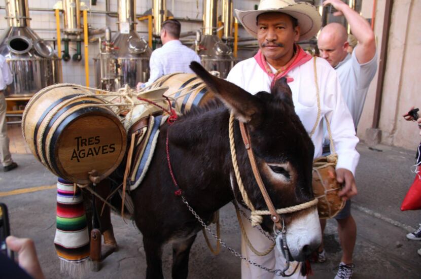 This is Pete the Tres Agaves donkey. Ain't he cute!