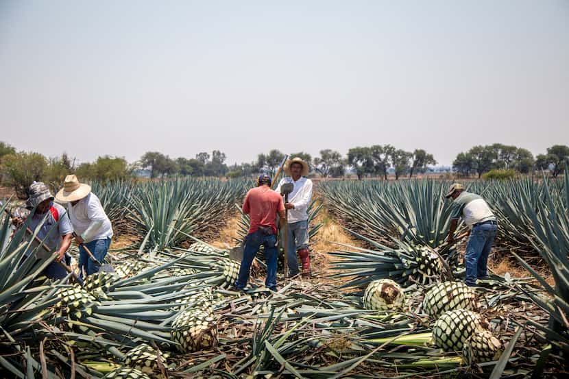 Farmers work in the agave fields of the Jaliscan Highlands in Mexico.