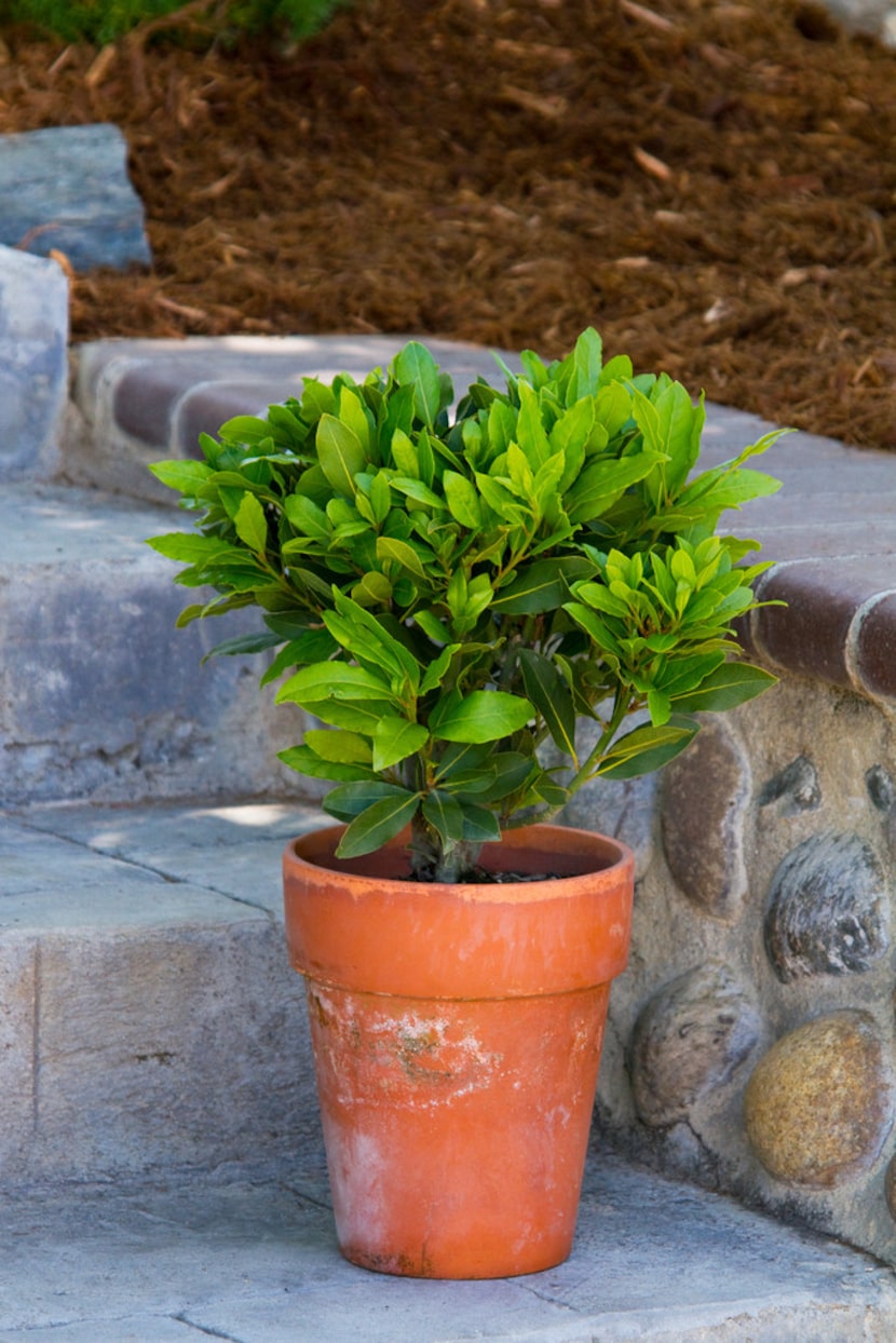 Sweet Bay shrub from Monrovia in a container