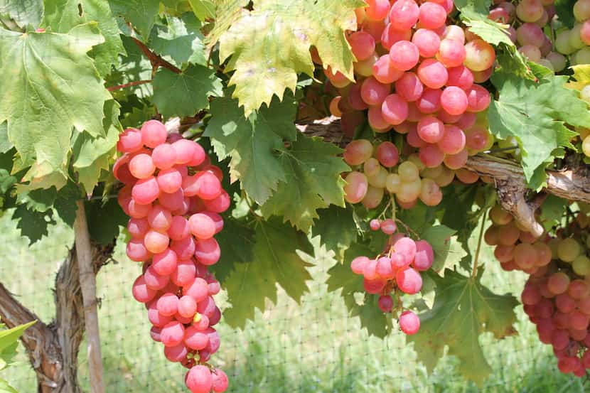 Victoria red grapes, one of the recommended varieties for growing at home.