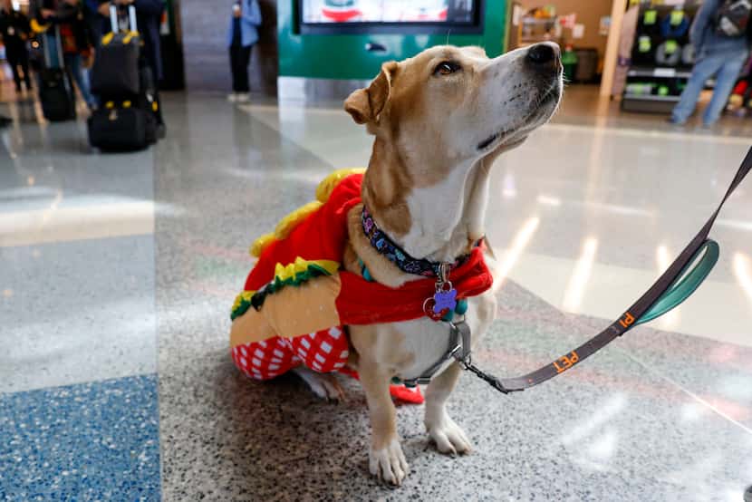 Three-year-old therapy dog Bingo looks to his owner while interacting with travelers inside...