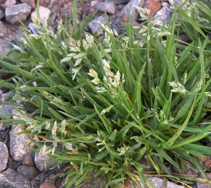 Poa annua winter weed 