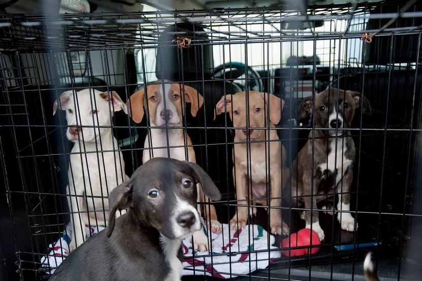 A litter of puppies waits to be loaded onto a new large transport van for the SPCA of East...