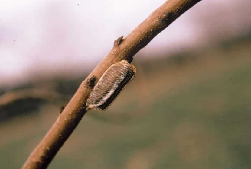 Unhatched native praying mantis egg casing. 