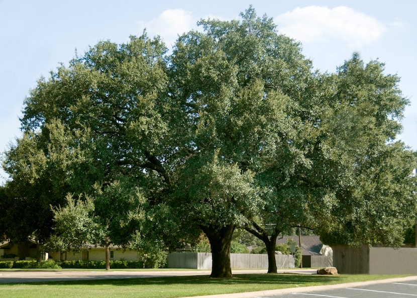 A large live oak can spread up to 60 feet wide. 