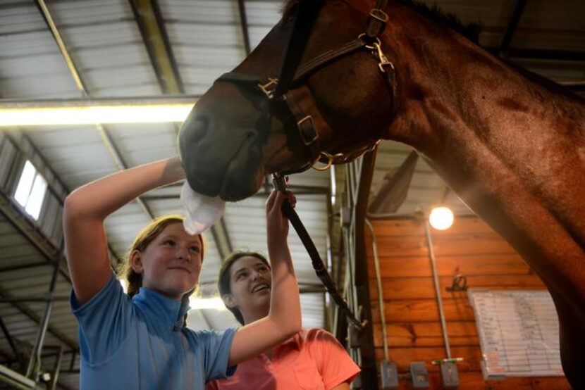 
Sophie Wolf (left) and Peyton DeMarais groom American Xpress before a ride at Black Star...