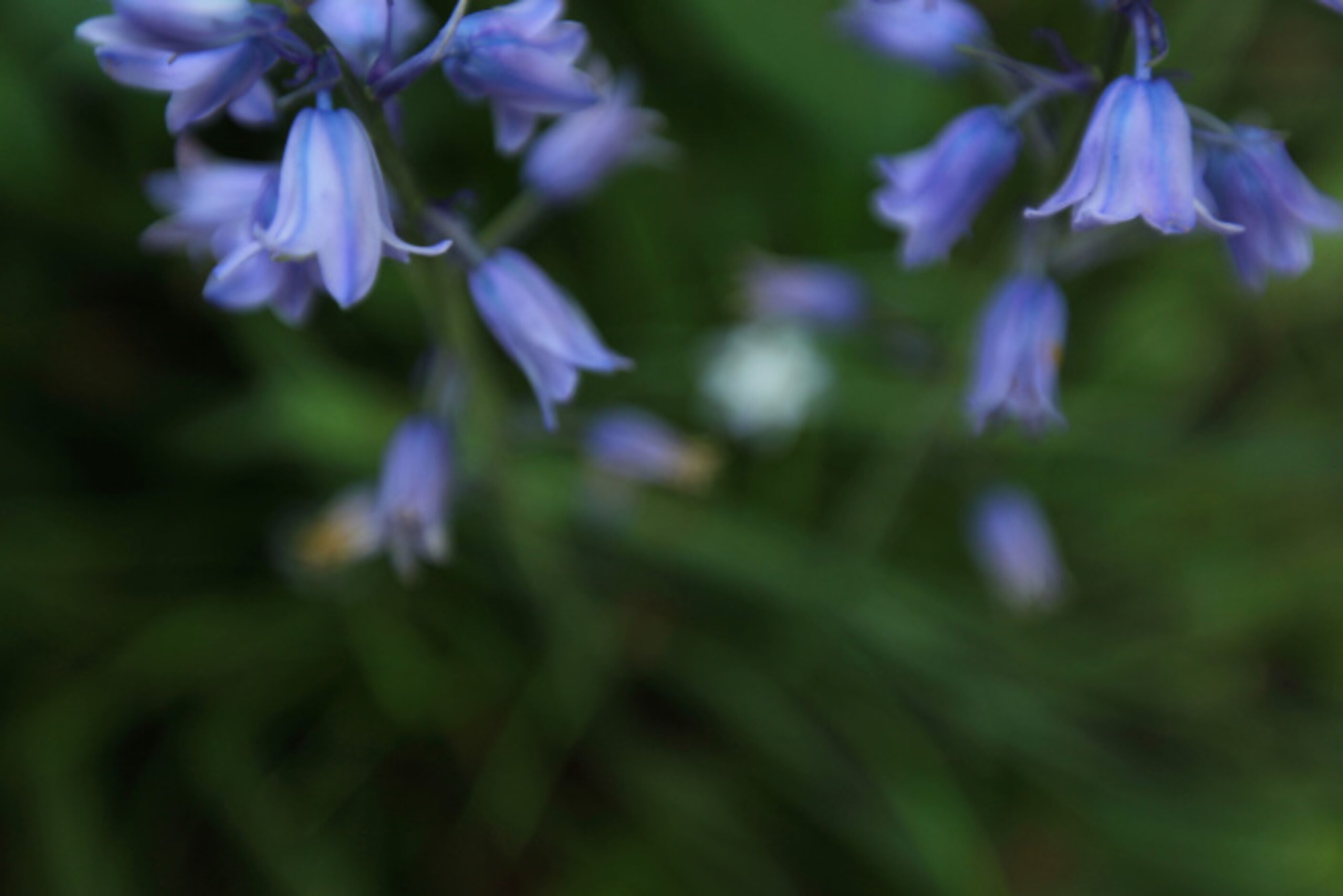 Dallas Morning News writer Mariana Greene uses her own backyard garden as inspiration for...