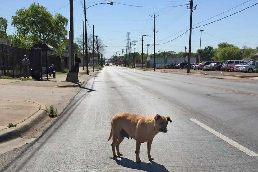 A pregnant or nursing stray dog waited to cross Second Avenue at Jamaica in the Fair Park...
