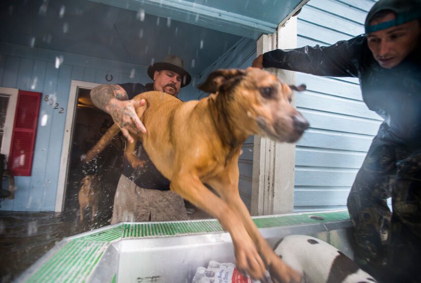 Shane Montie, left, helps one of his dogs board an airboat driven by volunteers Erik Davis,...