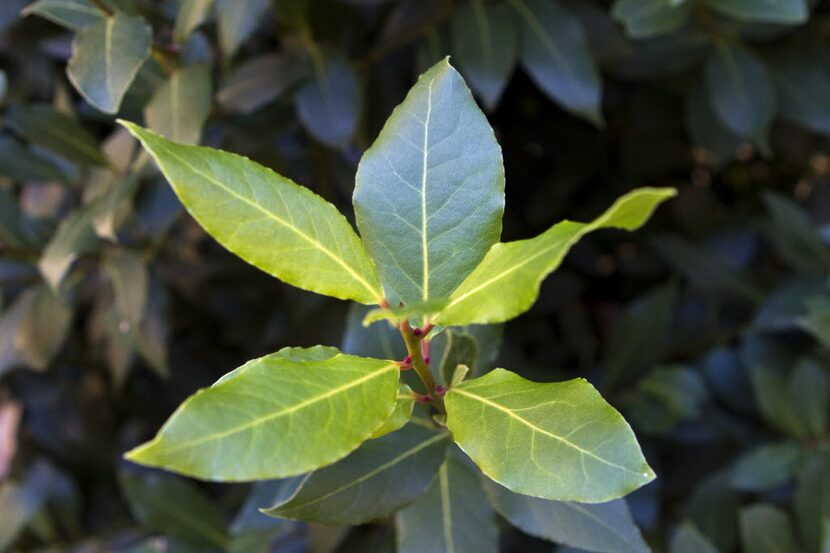 A bay leaf bush