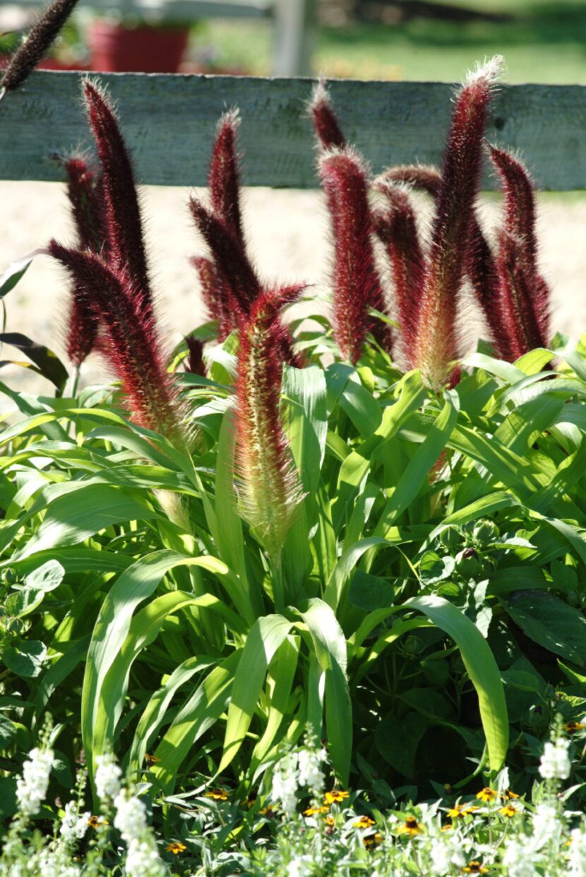 'Jade Princess' ornamental millet 