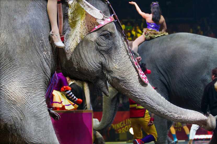 The Ringling Bros. and Barnum & Bailey Circus will phase out the show’s iconic elephants...